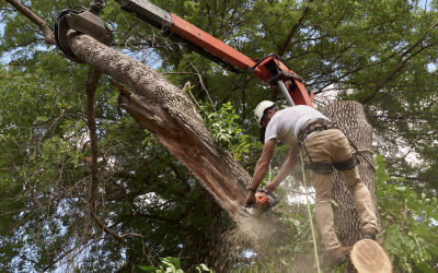 5 Benefits of Professional Tree Removal for Your Property